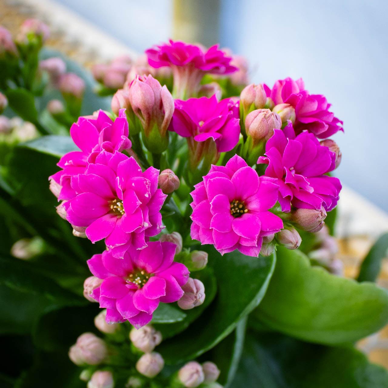 Kalanchoe, Blooming, Assorted - View 10 from www redcrocus com