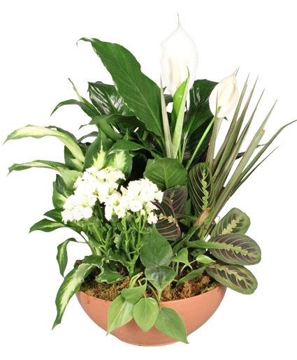 Kalanchoe, Blooming, Assorted - View 12 from www redcrocus com