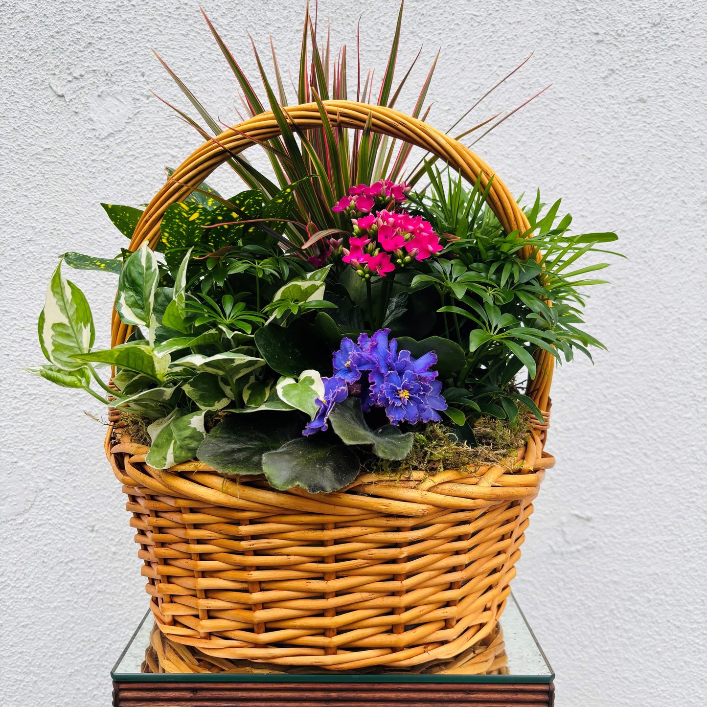 Kalanchoe, Blooming, Assorted - View 18 from www redcrocus com