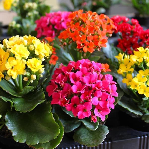 Kalanchoe, Blooming, Assorted - View 19 from www redcrocus com