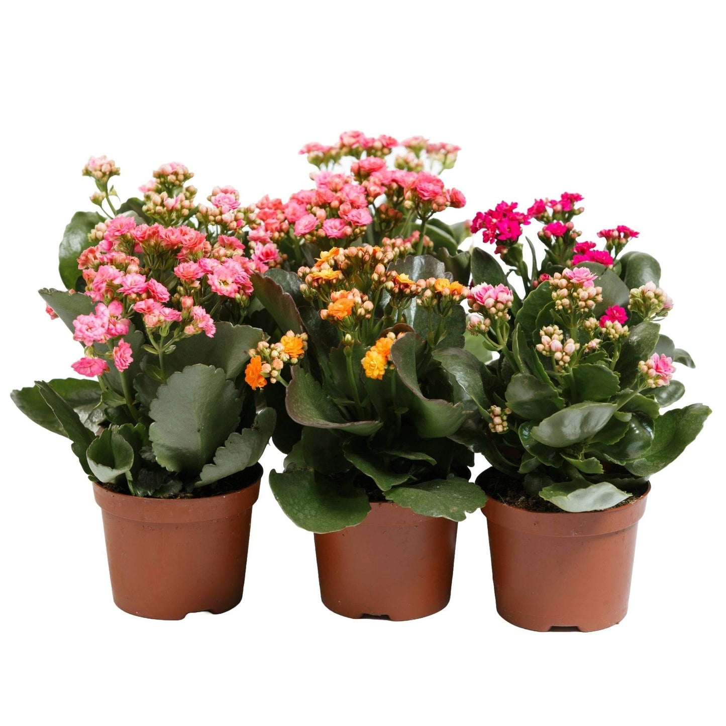 Kalanchoe, Blooming, Assorted - View 21 from www redcrocus com