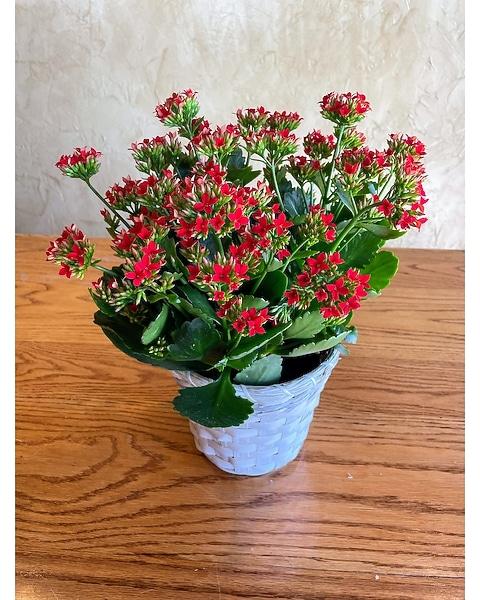 Kalanchoe, Blooming, Assorted - View 22 from www redcrocus com
