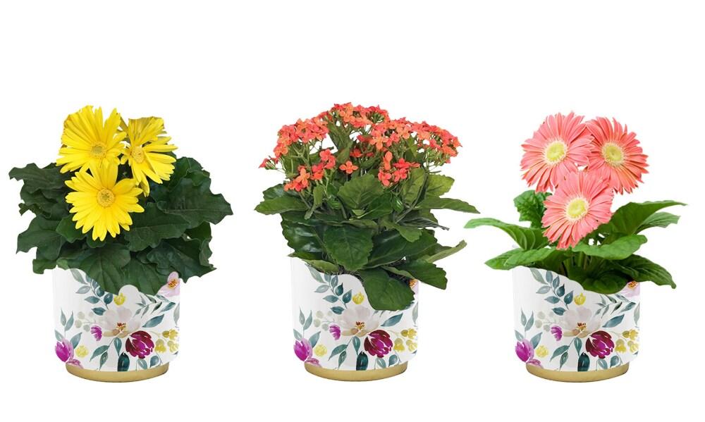Kalanchoe, Blooming, Assorted - View 24 from www redcrocus com