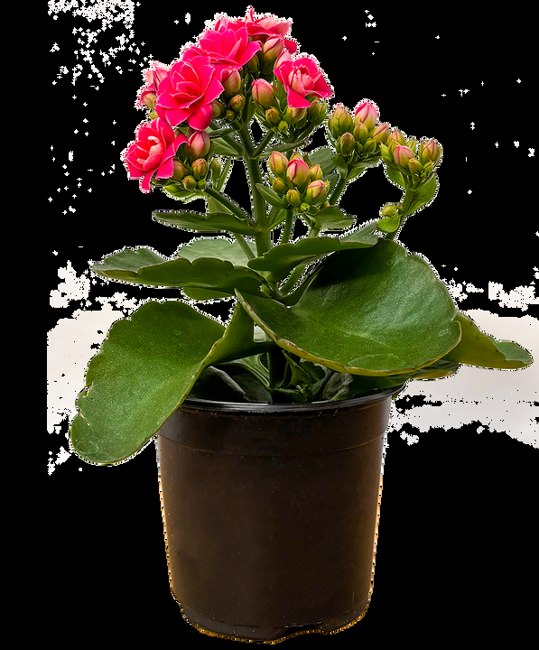Kalanchoe, Blooming, Assorted - View 26 from www redcrocus com