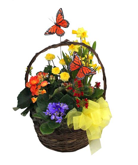 Kalanchoe, Blooming, Assorted - View 27 from www redcrocus com