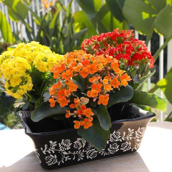 Kalanchoe, Blooming, Assorted - View 28 from www redcrocus com