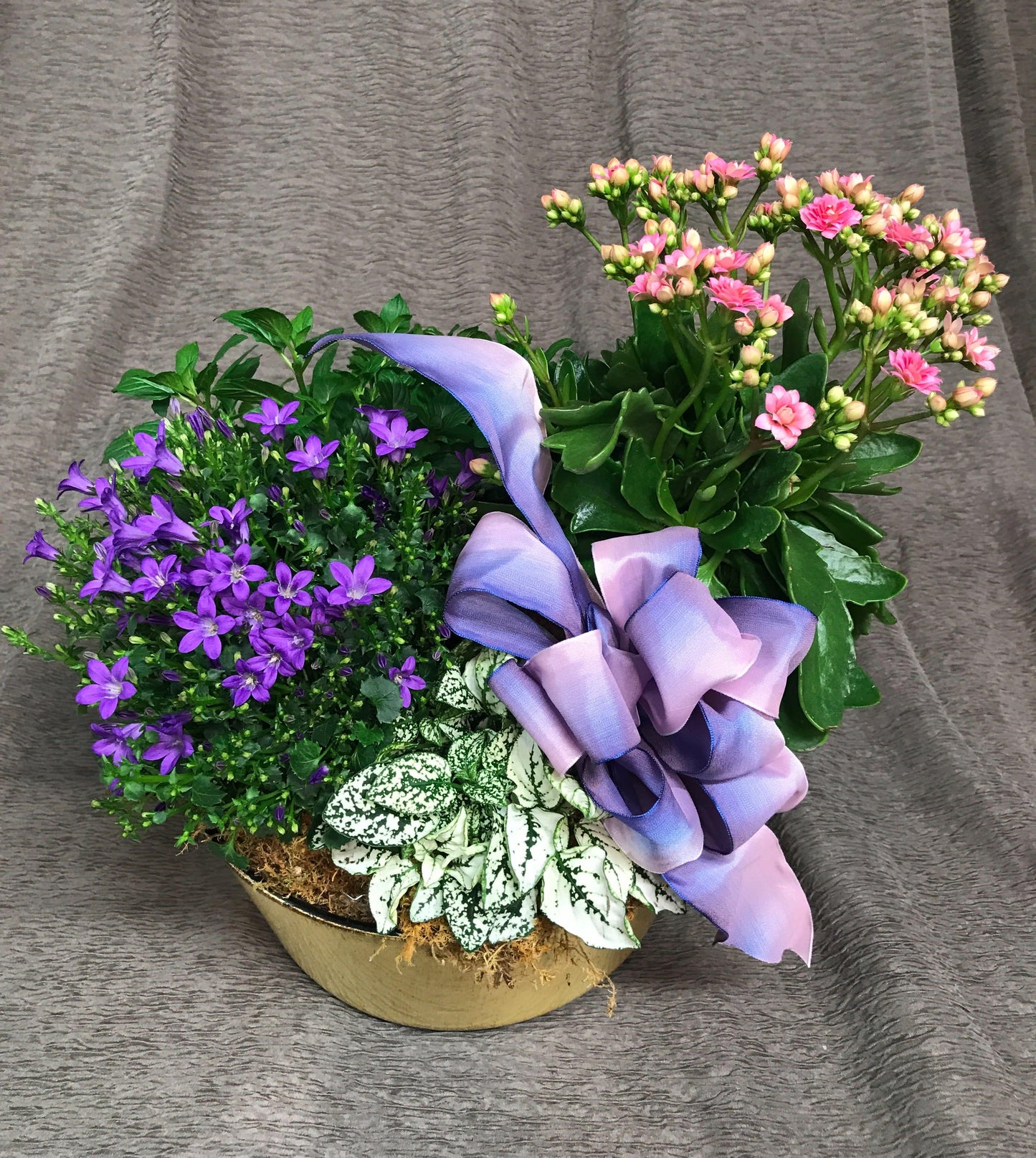 Kalanchoe, Blooming, Assorted - View 32 from www redcrocus com