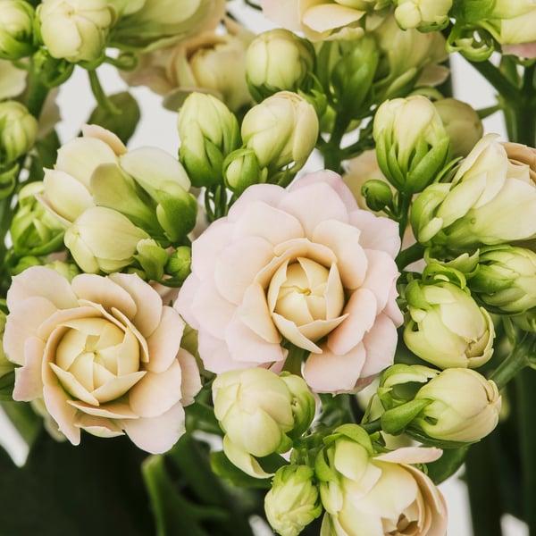 Kalanchoe, Blooming, Assorted - View 3 from www redcrocus com