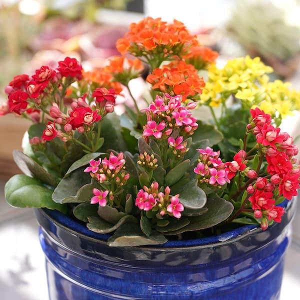 Kalanchoe, Blooming, Assorted - View 5 from www redcrocus com
