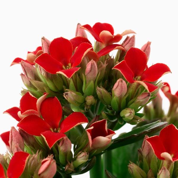 Kalanchoe, Blooming, Assorted - View 9 from www redcrocus com