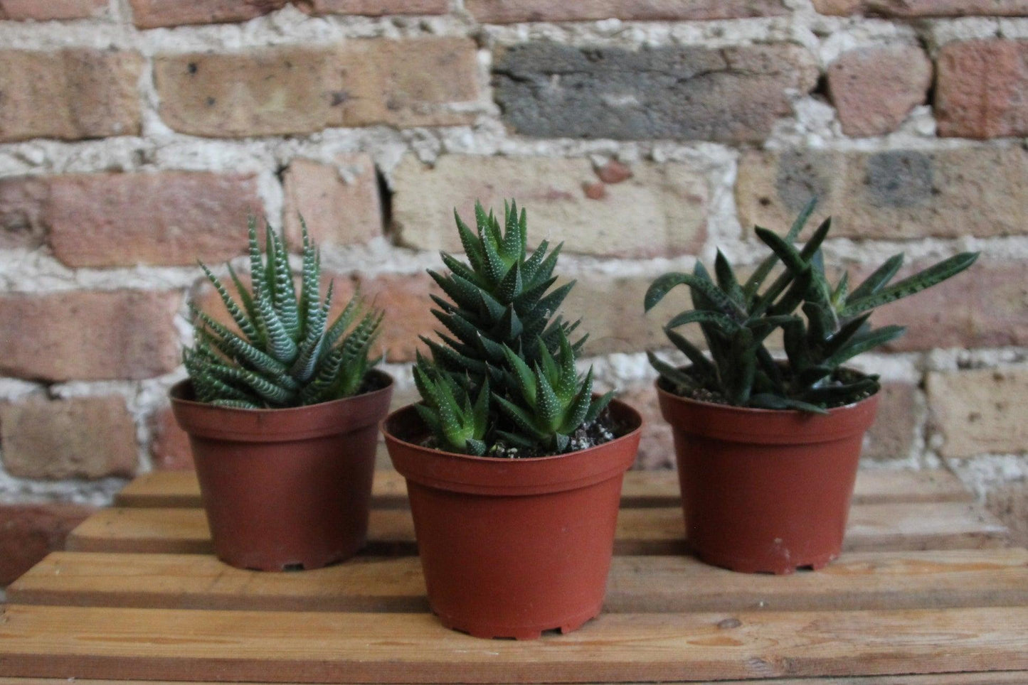 Haworthia Assorted - View 10 from www redcrocus com