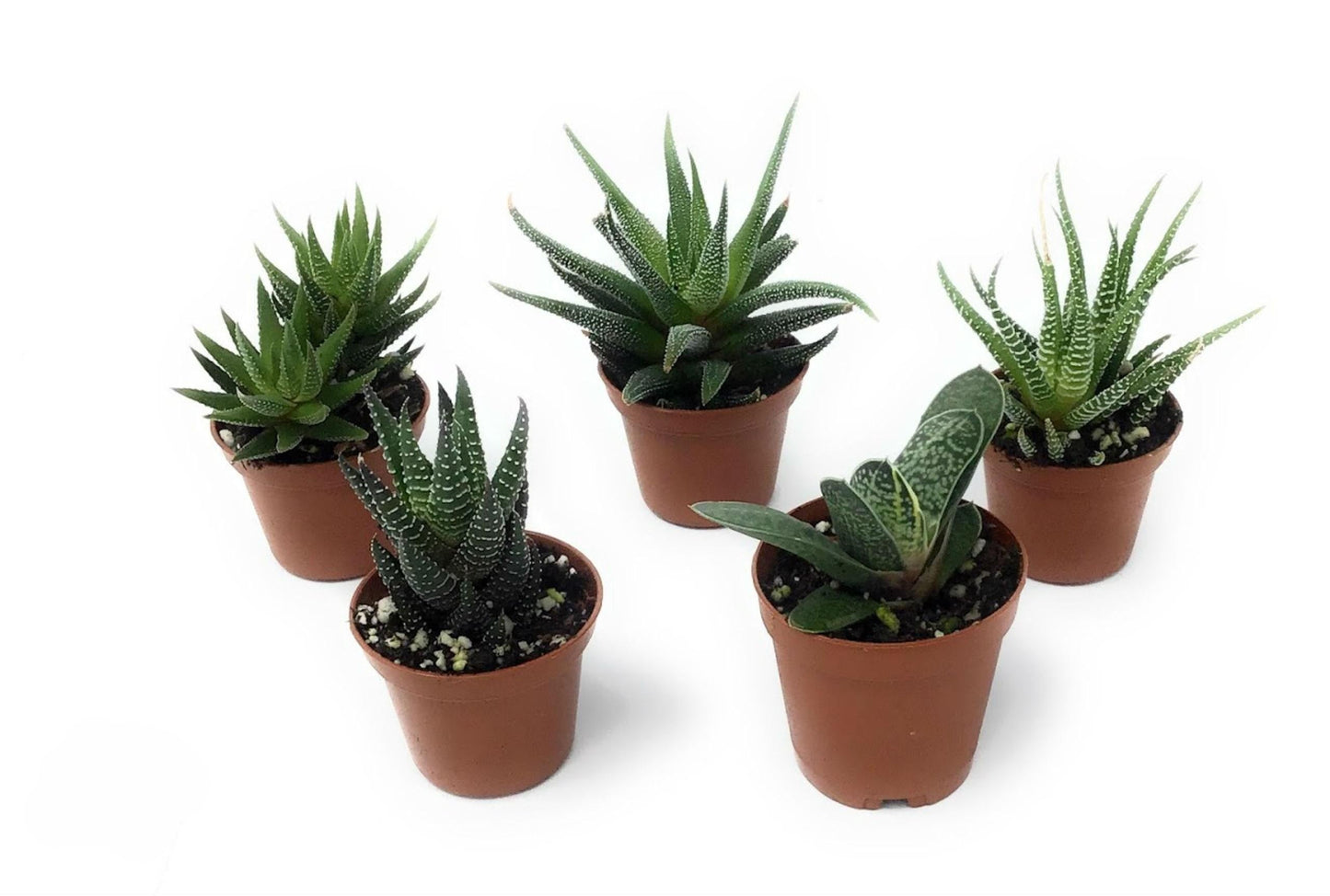 Haworthia Assorted - View 11 from www redcrocus com