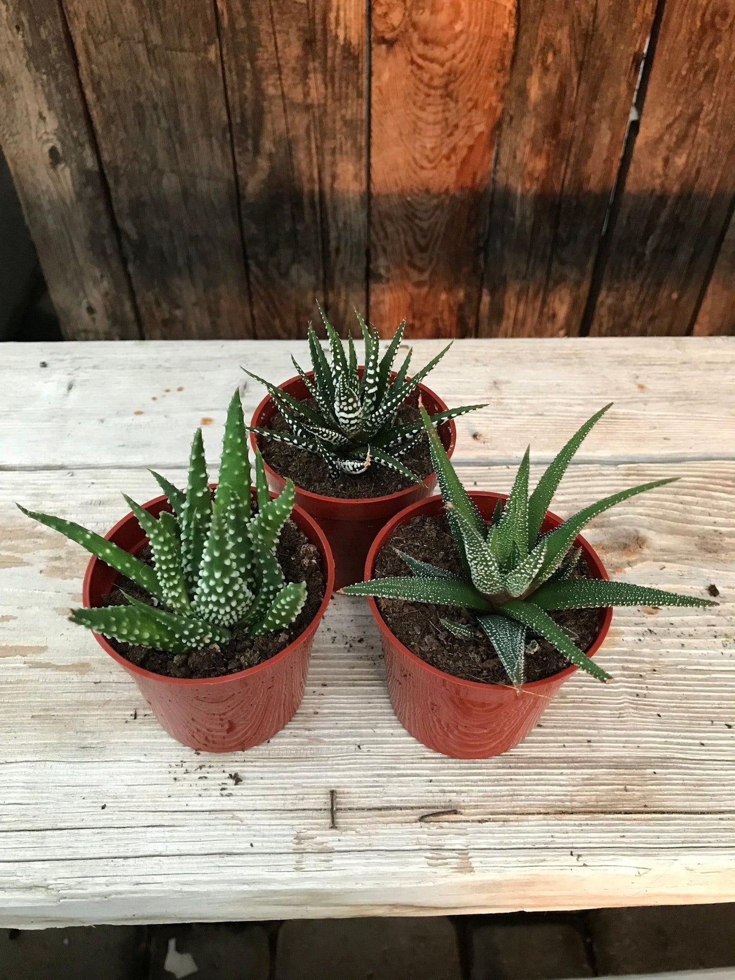 Haworthia Assorted - View 12 from www redcrocus com
