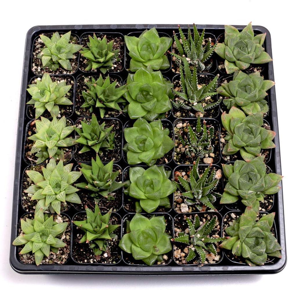 Haworthia Assorted - View 14 from www redcrocus com