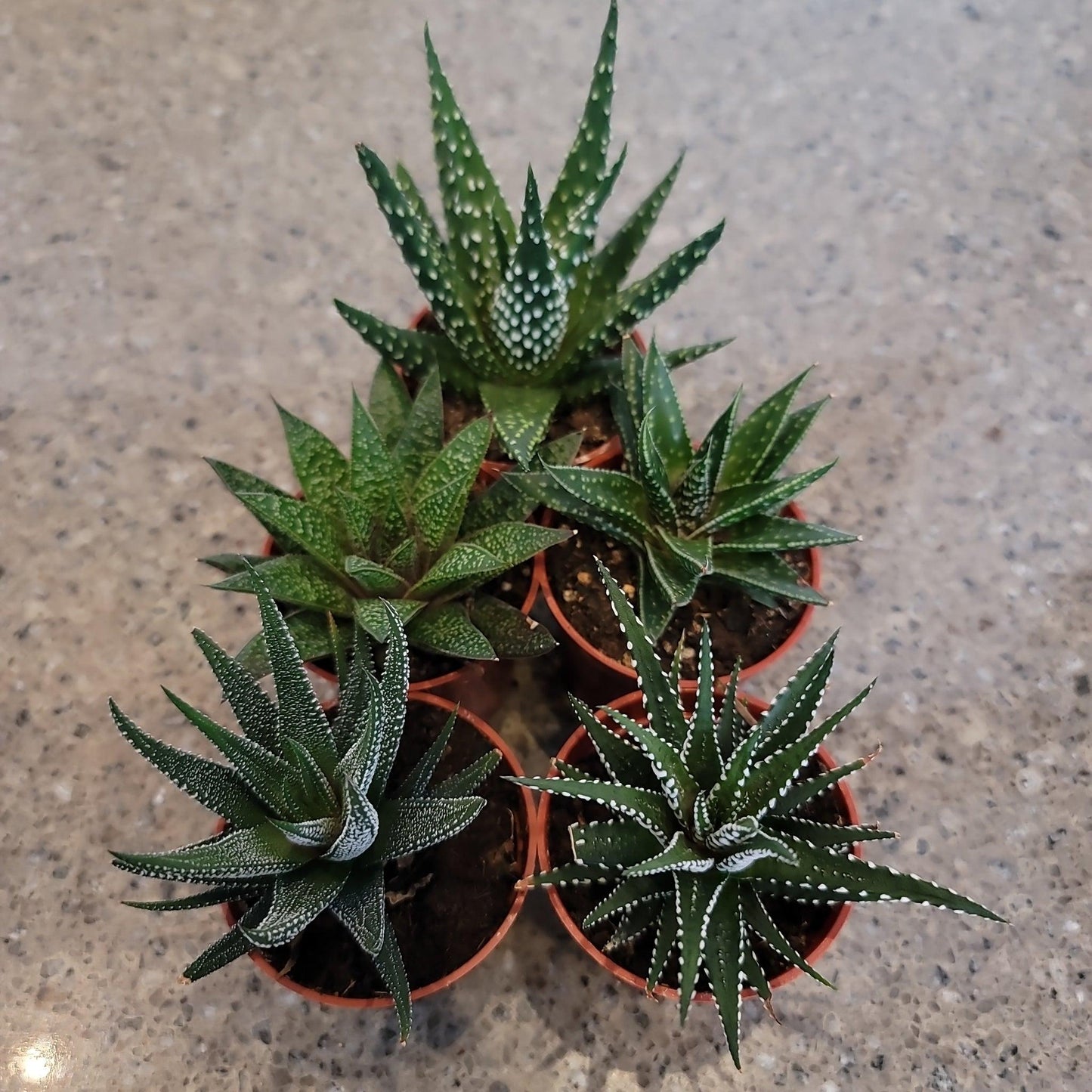 Haworthia Assorted - View 15 from www redcrocus com