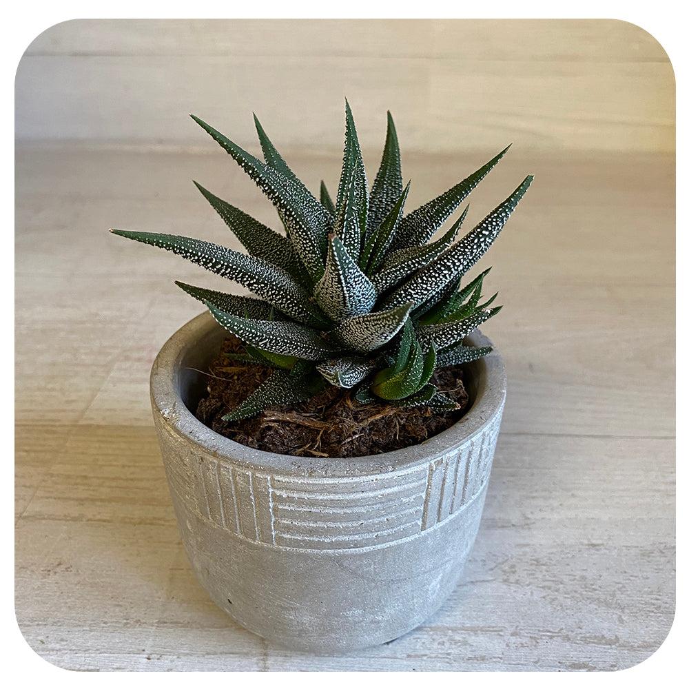 Haworthia Assorted - View 17 from www redcrocus com