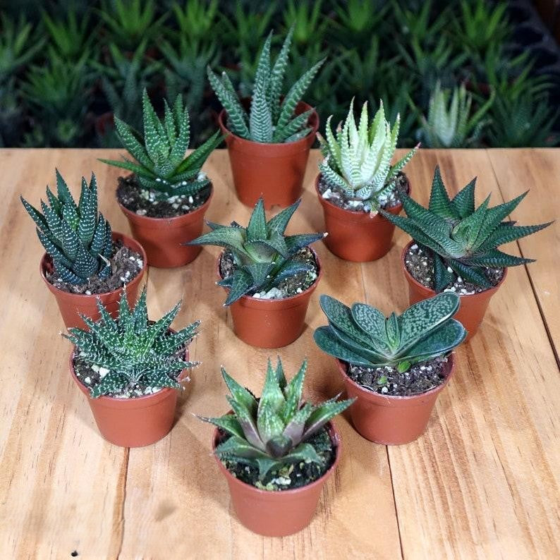 Haworthia Assorted - View 18 from www redcrocus com