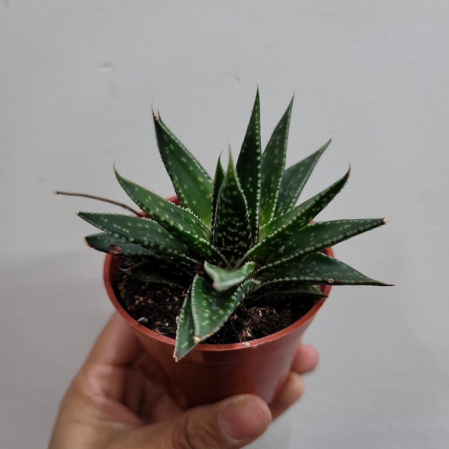 Haworthia Assorted - View 19 from www redcrocus com