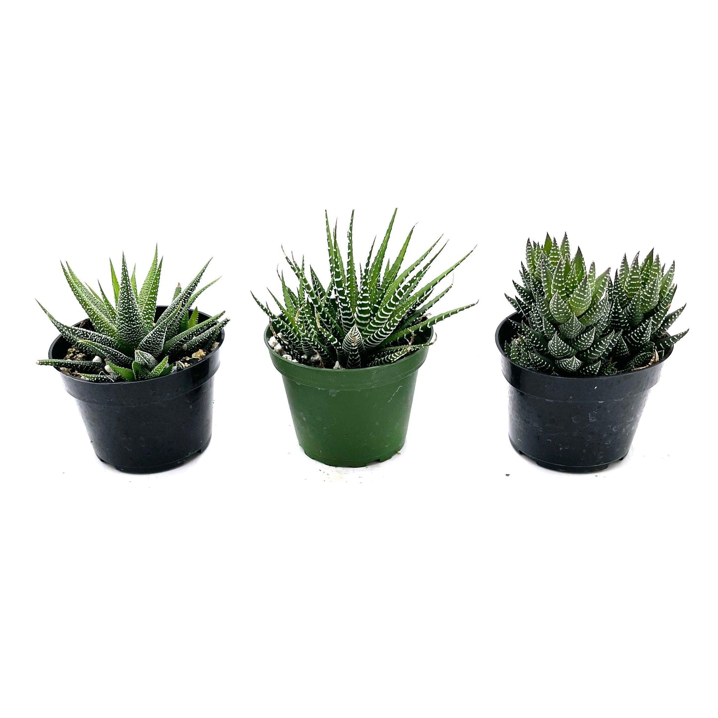 Haworthia Assorted - View 2 from www redcrocus com