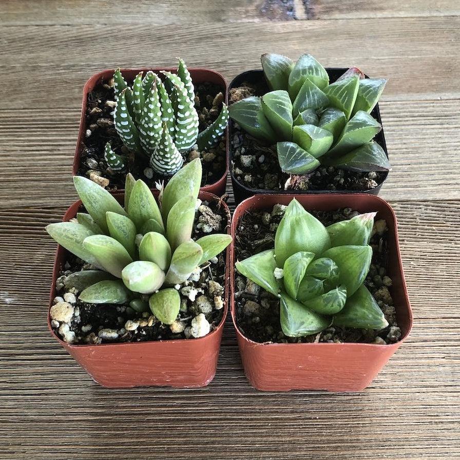 Haworthia Assorted - View 3 from www redcrocus com