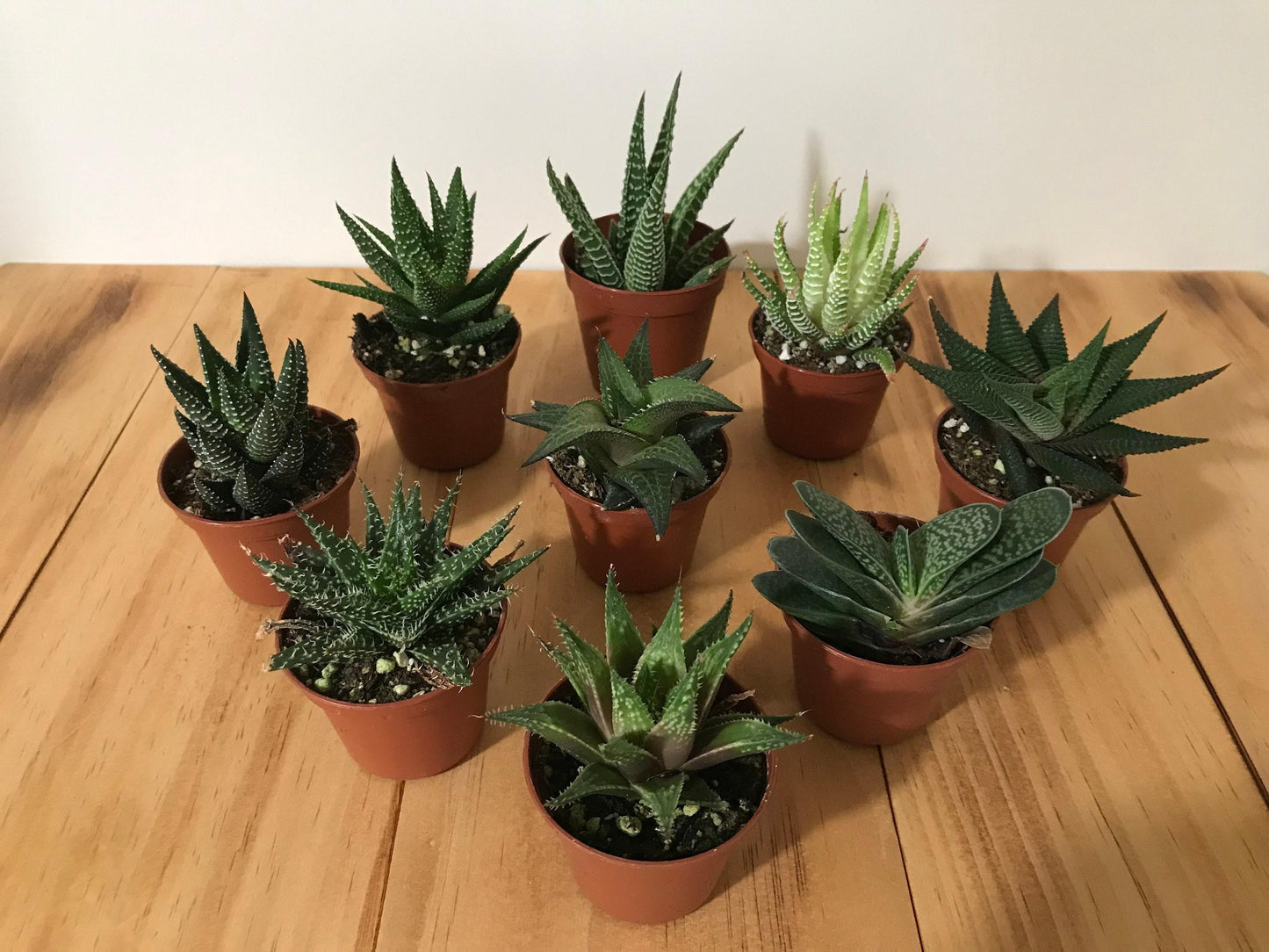 Haworthia Assorted - View 4 from www redcrocus com