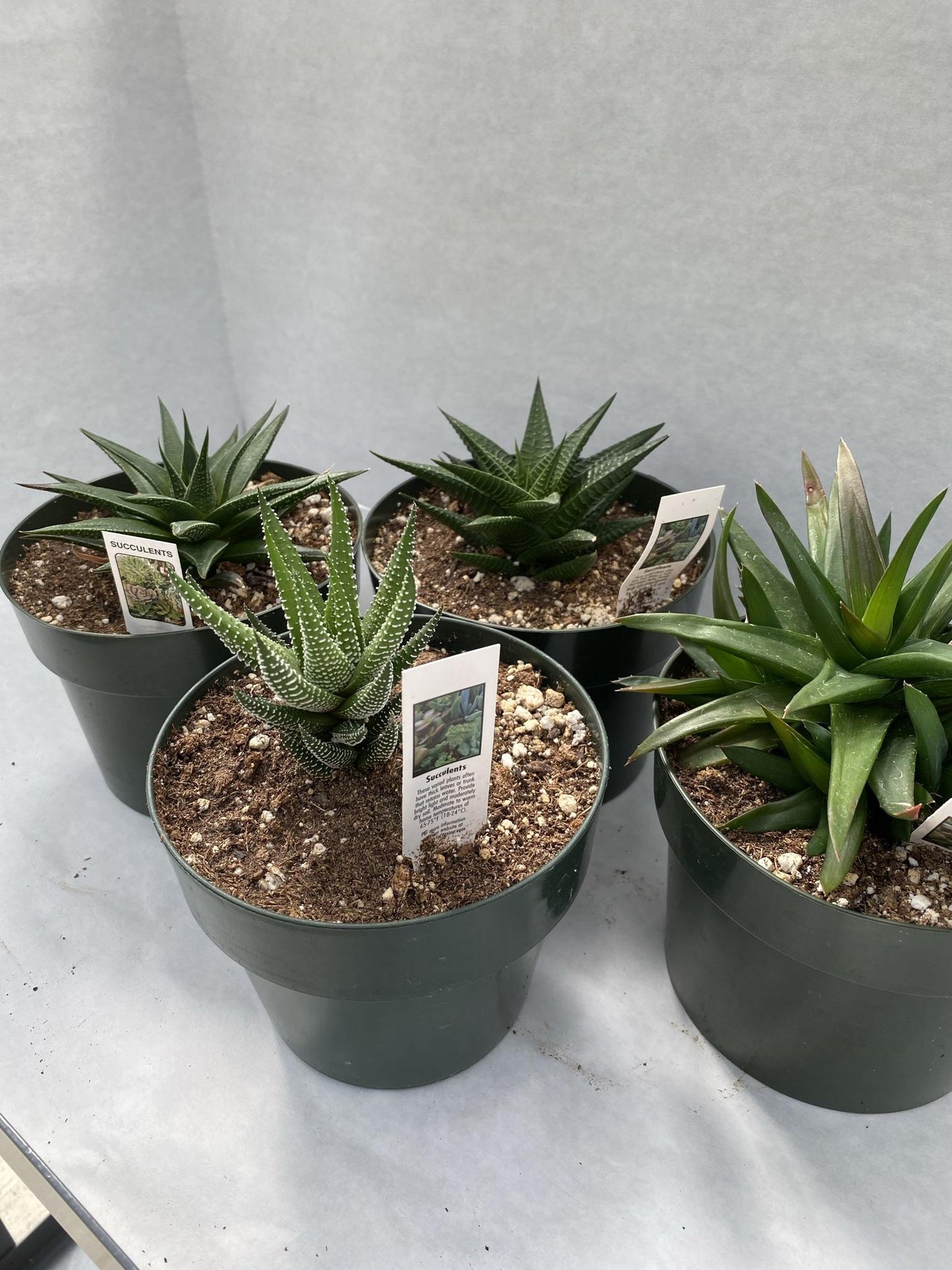 Haworthia Assorted - View 6 from www redcrocus com