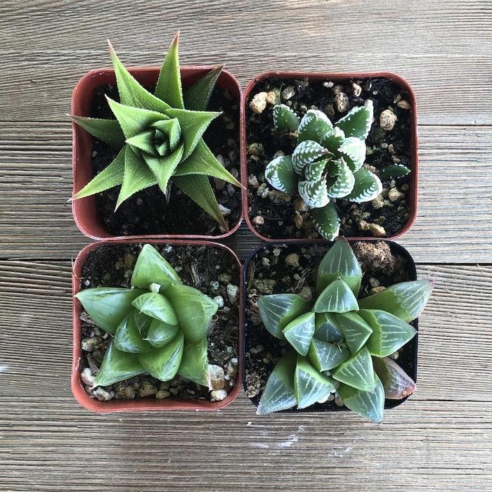 Haworthia Assorted - View 7 from www redcrocus com