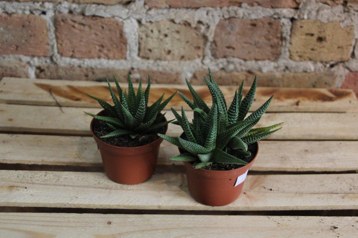 Haworthia Assorted - View 8 from www redcrocus com