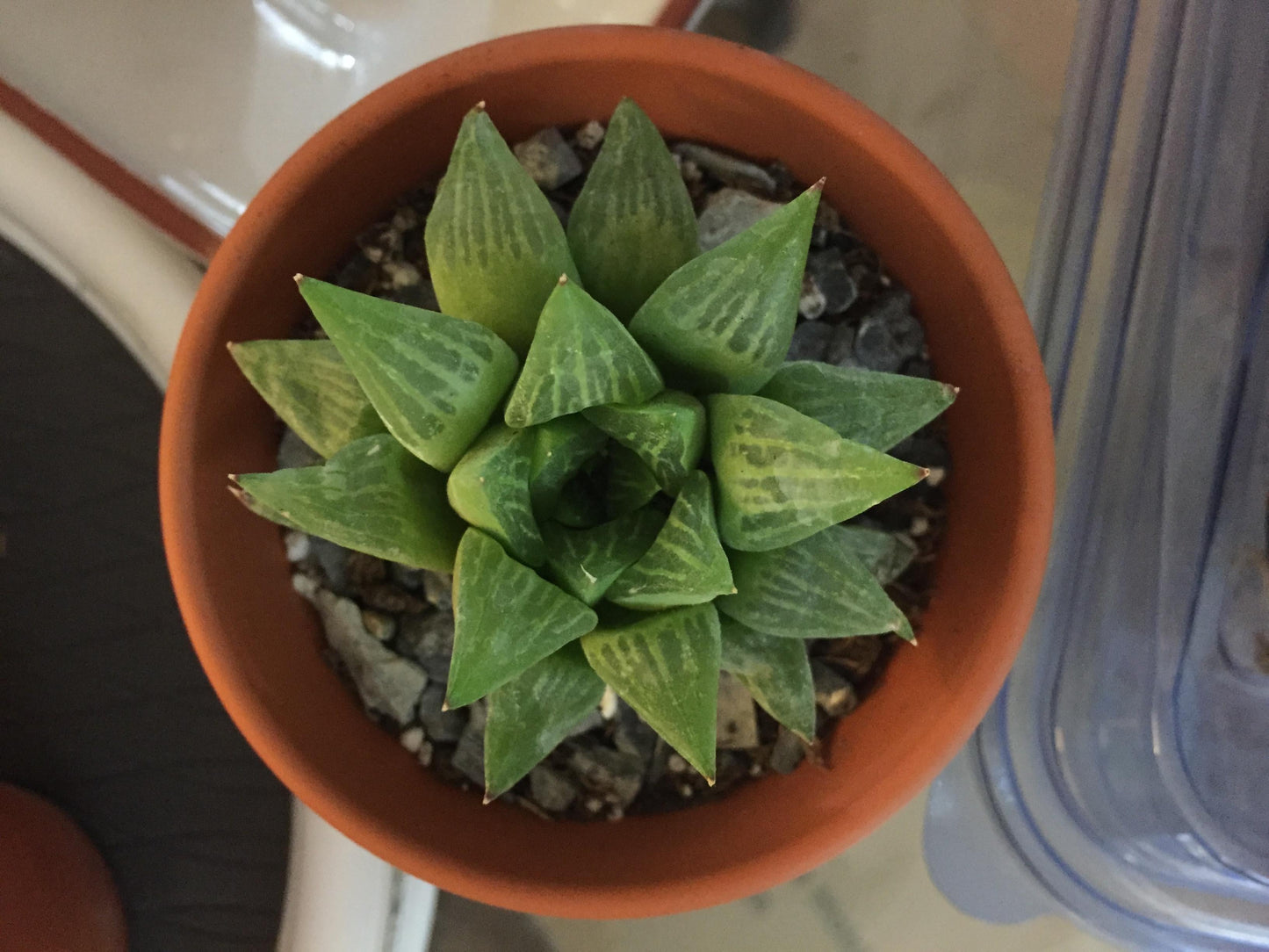 Haworthia Assorted - View 9 from www redcrocus com