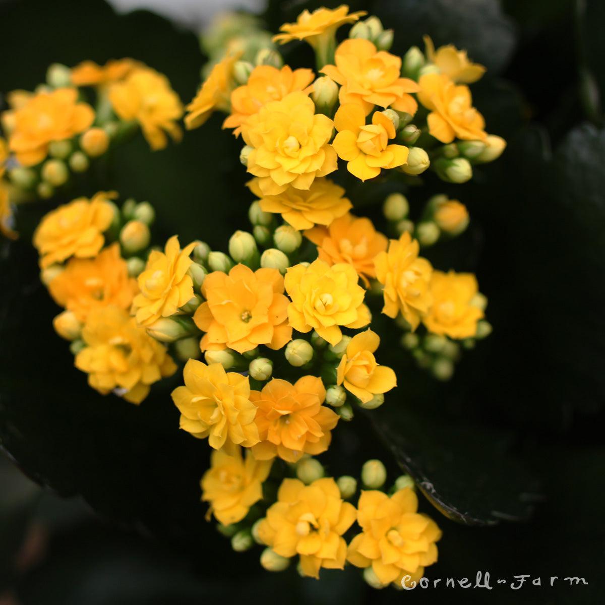 Kalanchoe Assorted - View 11 from www redcrocus com