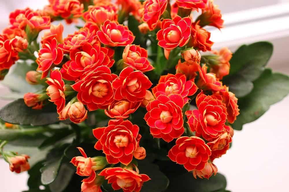 Kalanchoe Assorted - View 13 from www redcrocus com