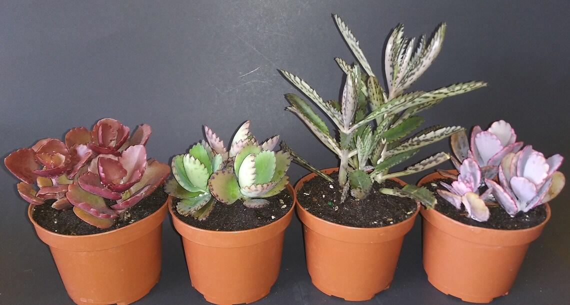 Kalanchoe Assorted - View 15 from www redcrocus com
