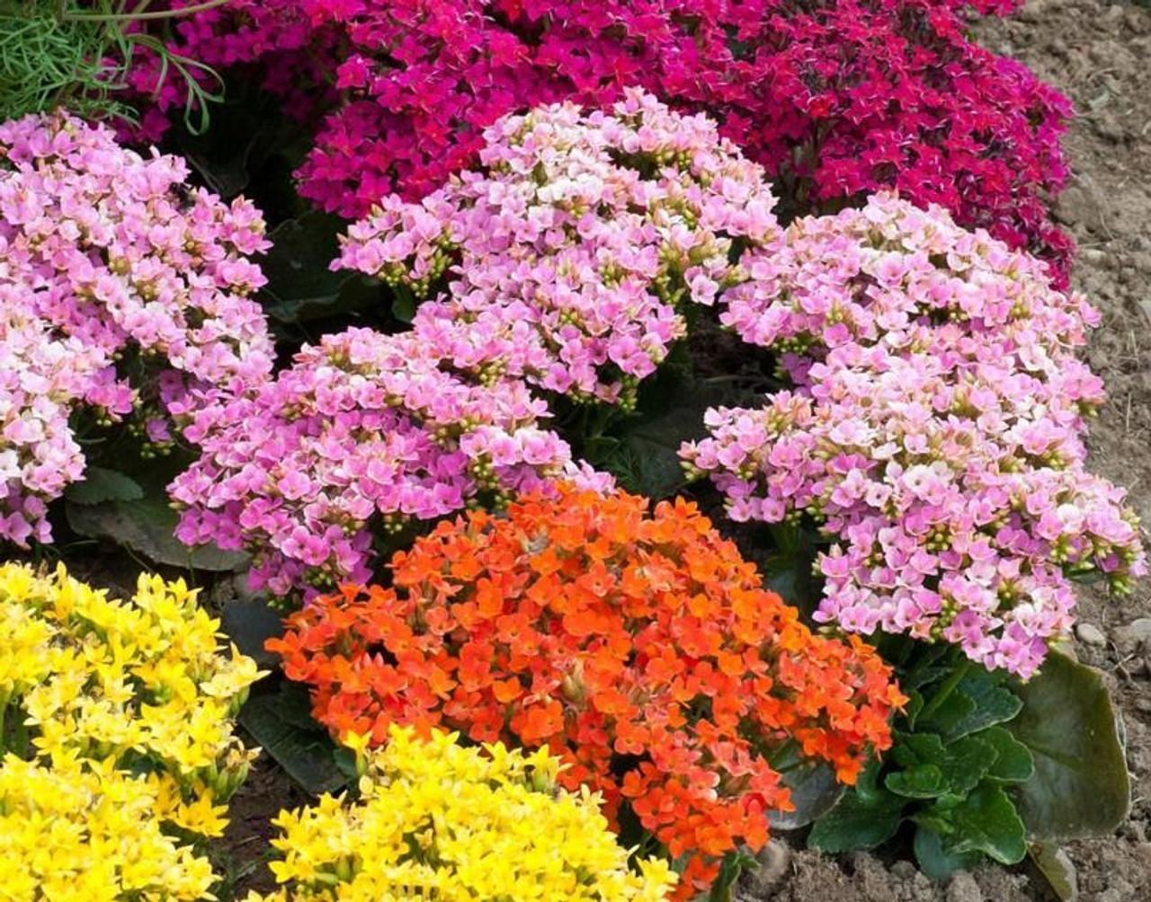 Kalanchoe Assorted - View 1 from www redcrocus com