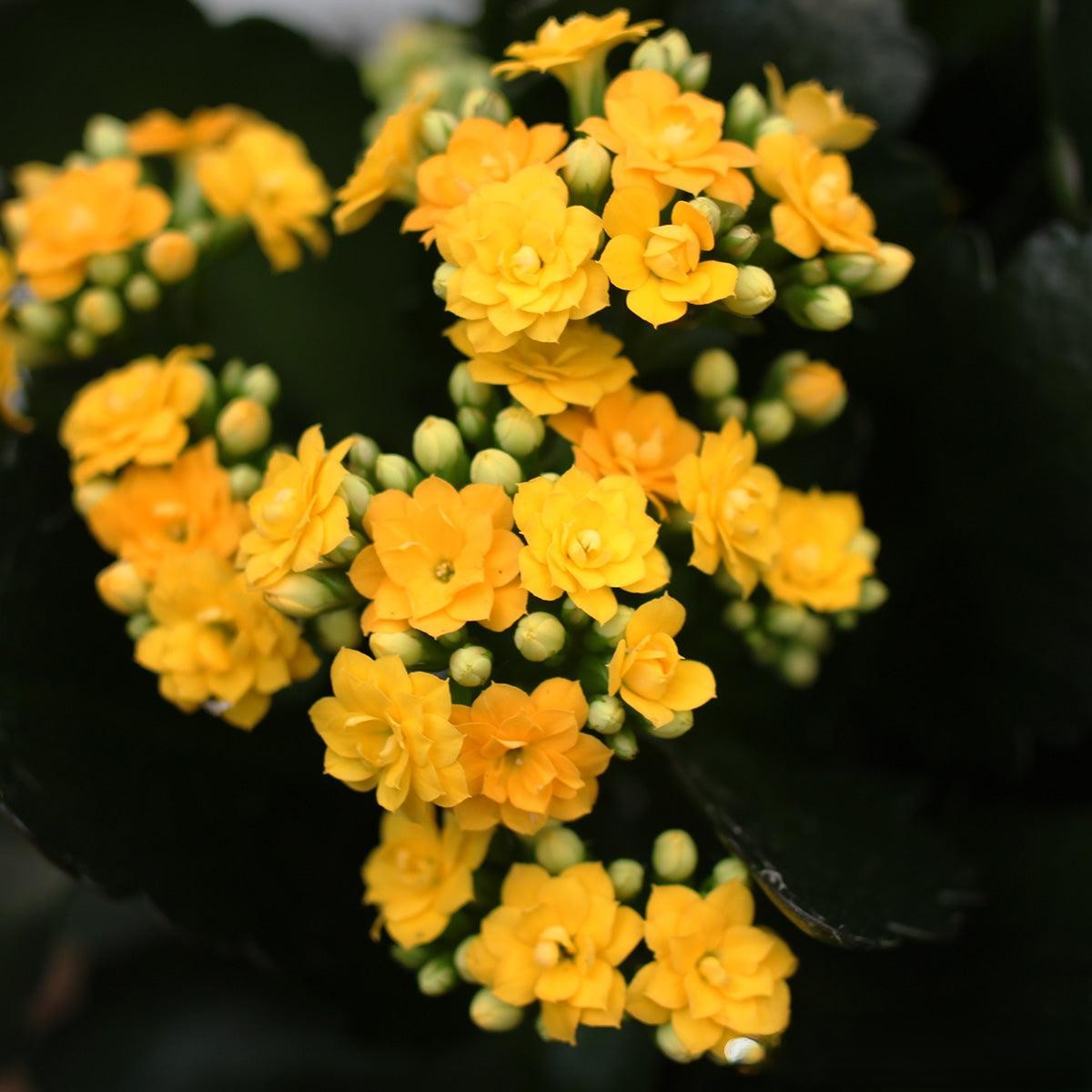 Kalanchoe Assorted - View 4 from www redcrocus com