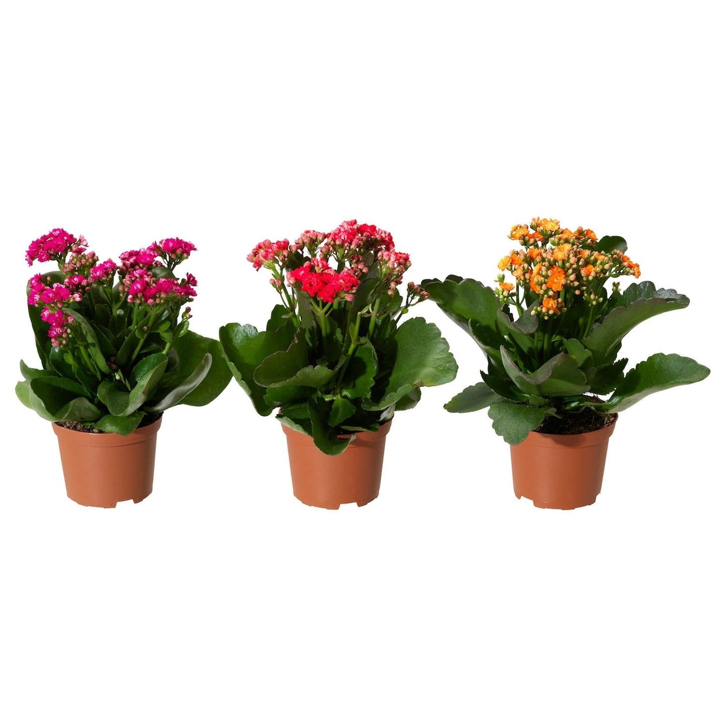 Kalanchoe Assorted - View 5 from www redcrocus com
