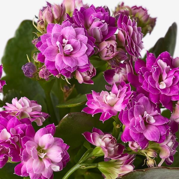 Kalanchoe Assorted - View 7 from www redcrocus com