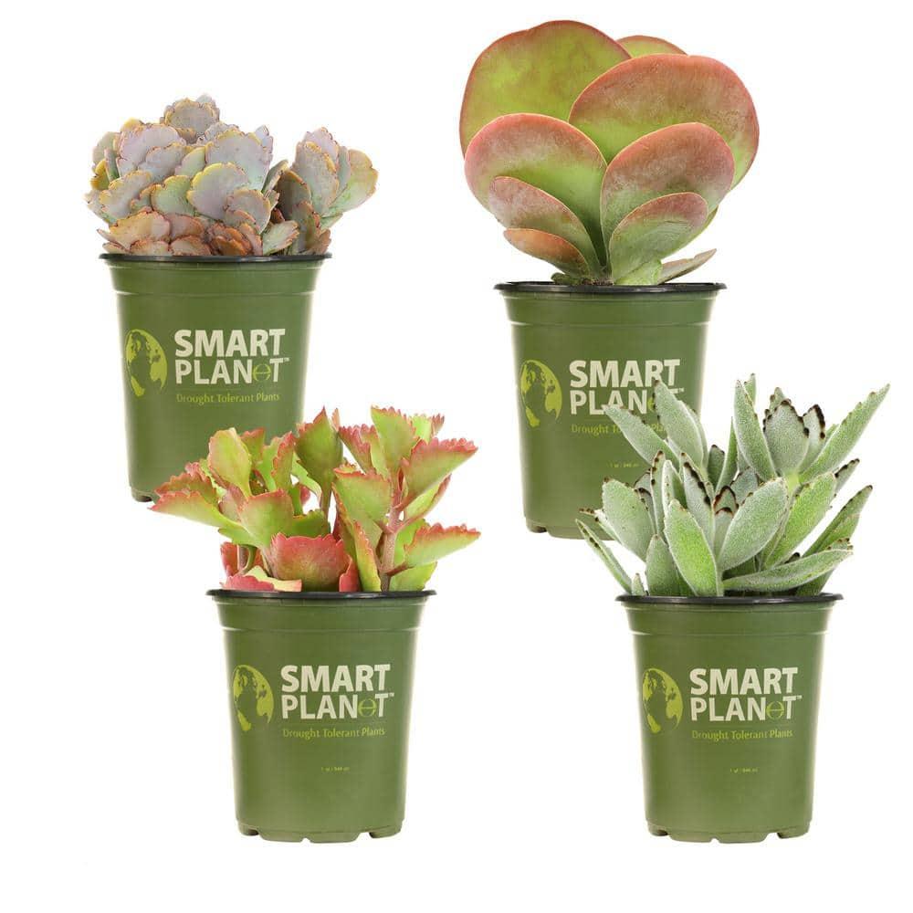 Kalanchoe Assorted - View 8 from www redcrocus com