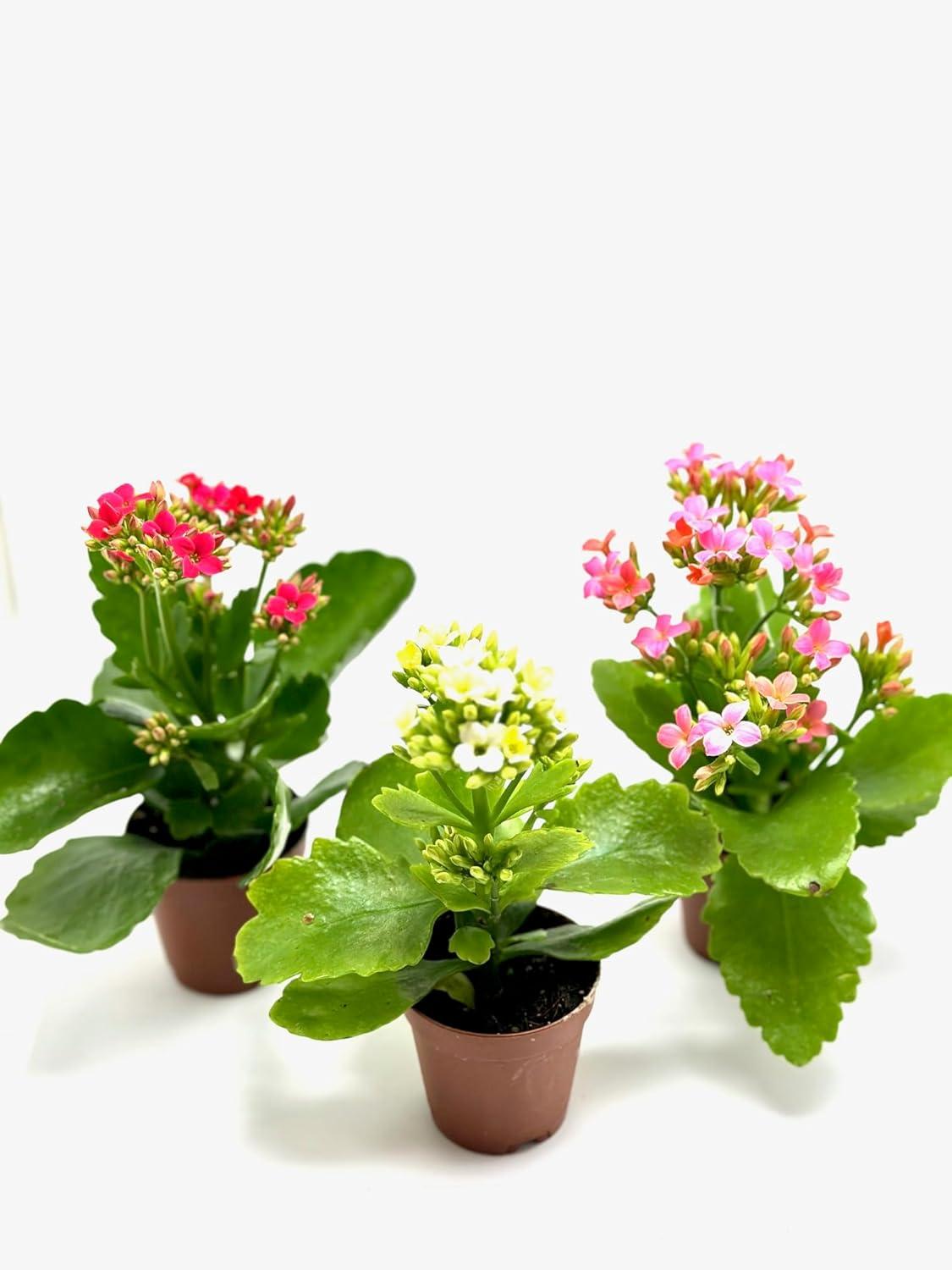 Kalanchoe Assorted - View 9 from www redcrocus com