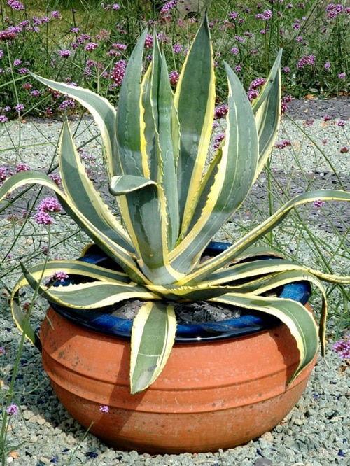 Agave Assorted - View 12 from www redcrocus com