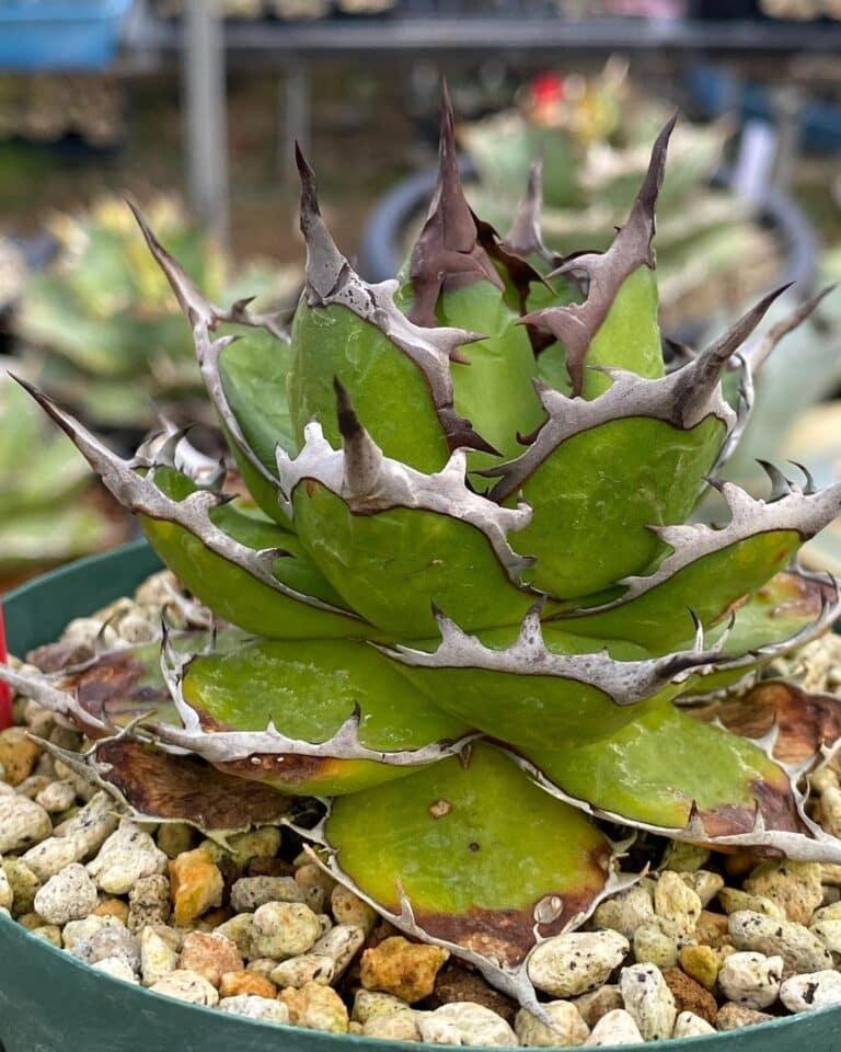 Agave Assorted - View 16 from www redcrocus com