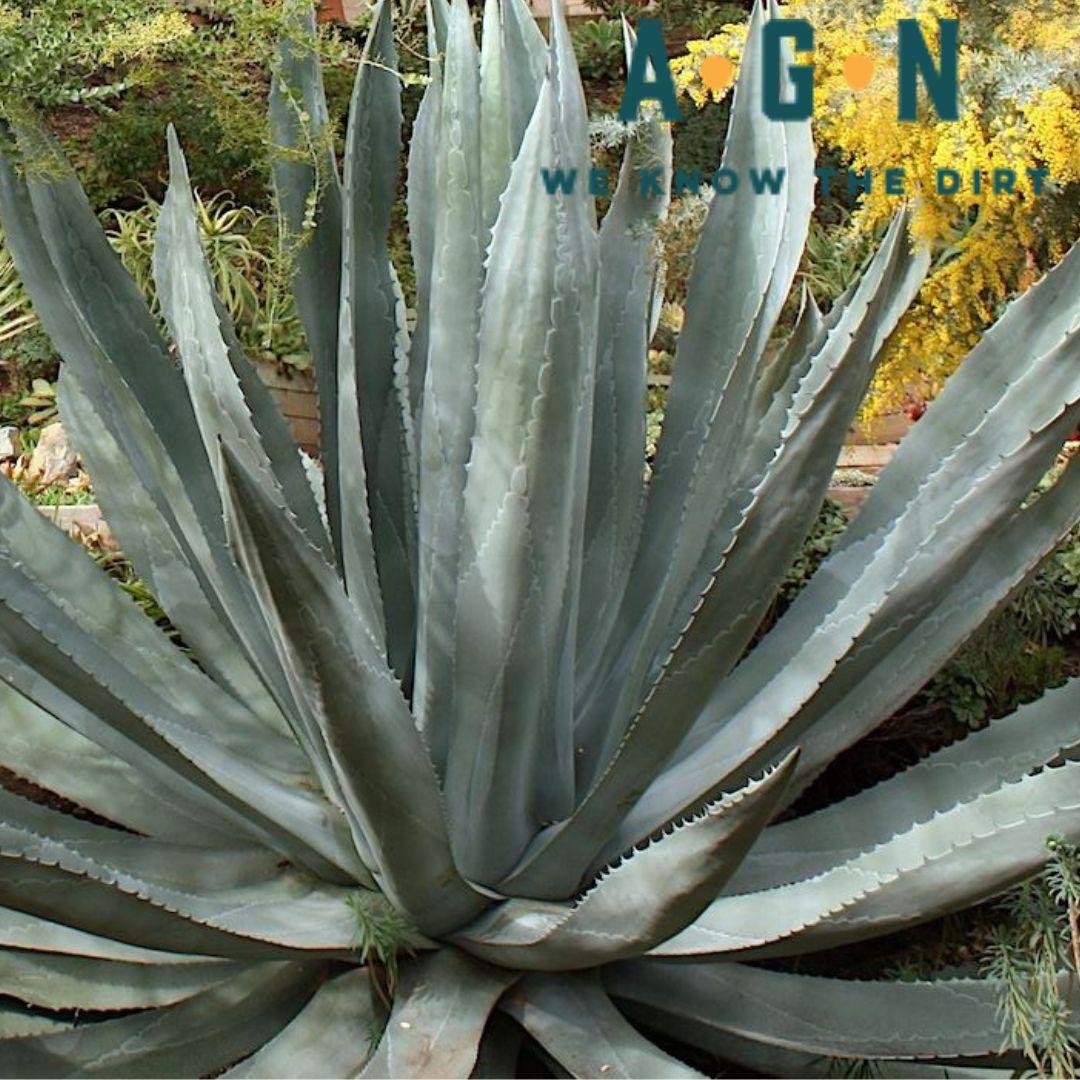 Agave Assorted - View 3 from www redcrocus com
