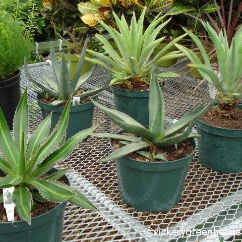 Agave Assorted - View 4 from www redcrocus com