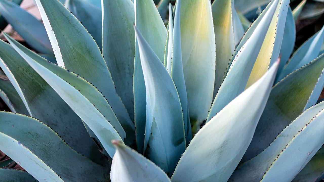 Agave Assorted - View 5 from www redcrocus com
