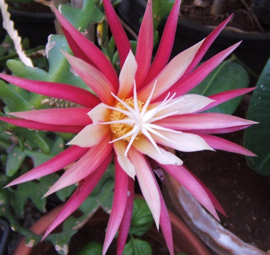 Cryptocereus Anthonyanus Ric Rac - View 2 from www redcrocus com