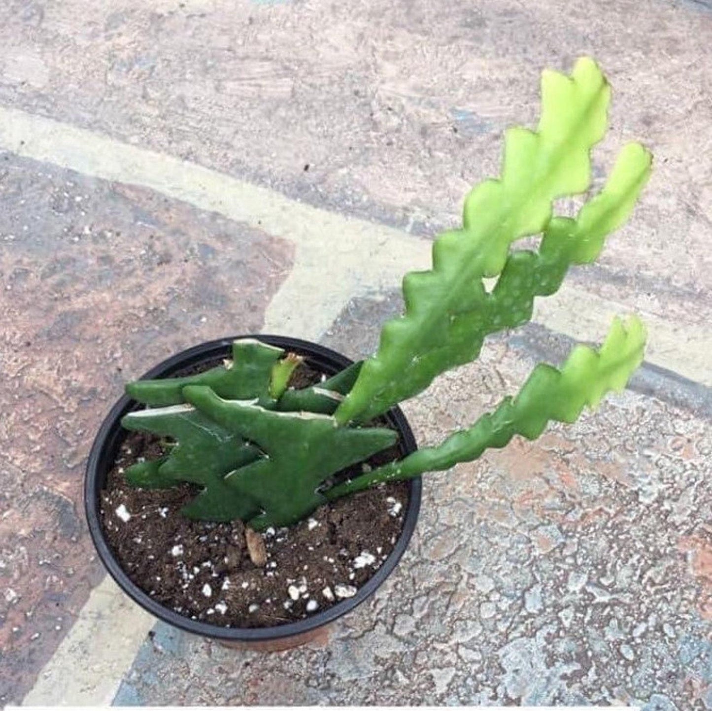 Cryptocereus Anthonyanus Ric Rac - View 4 from www redcrocus com