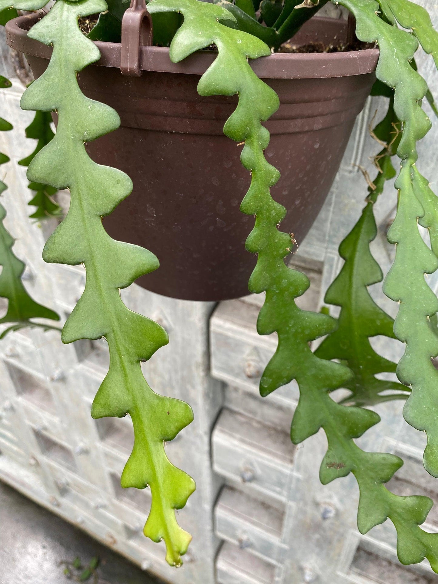 Cryptocereus Anthonyanus Ric Rac - View 5 from www redcrocus com