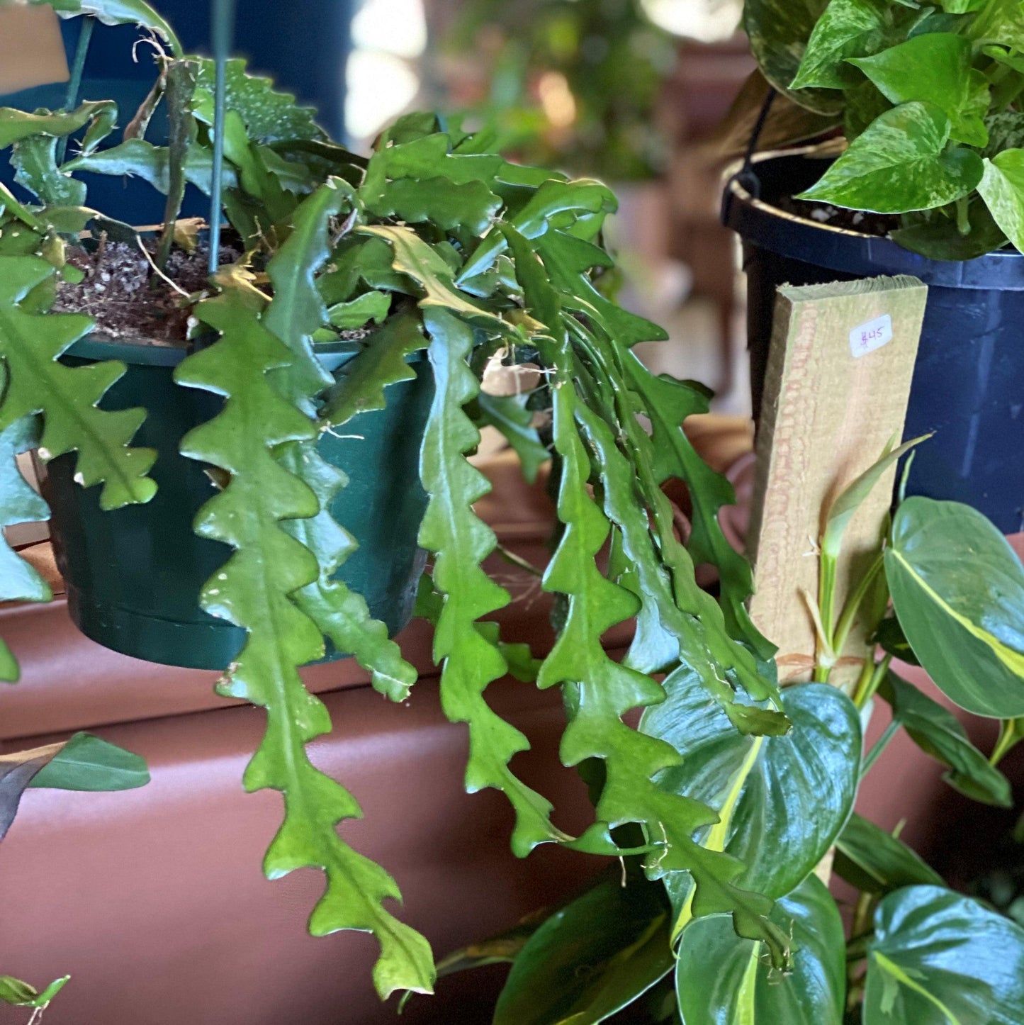 Cryptocereus Anthonyanus Ric Rac - View 6 from www redcrocus com