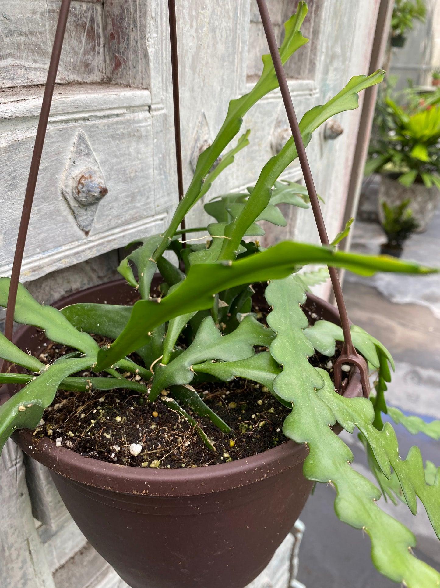 Cryptocereus Anthonyanus Ric Rac - View 7 from www redcrocus com