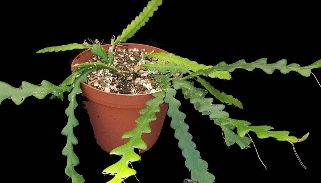 Cryptocereus Anthonyanus Ric Rac - View 8 from www redcrocus com