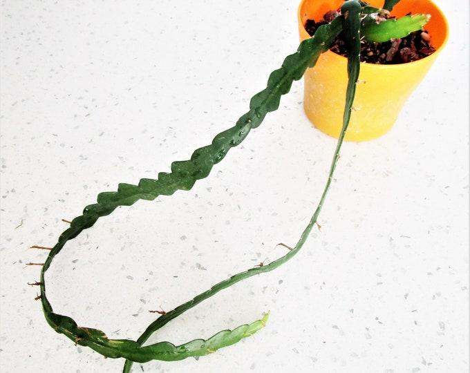 Cryptocereus Anthonyanus Ric Rac - View 9 from www redcrocus com